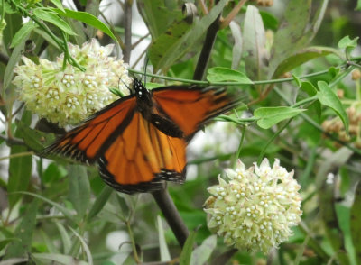 913ccccounty 076monarch.jpg