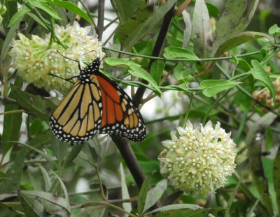 913ccccounty 078monarch.jpg