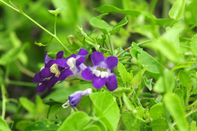 913ccccounty 081purpleflora.jpg
