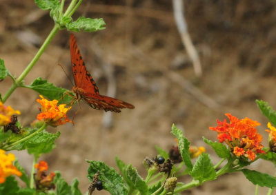 913ccccounty 086gulflantana.jpg