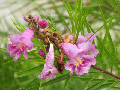 913ccccounty 093pinkflora.jpg