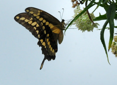 913ccccounty 118giant.jpg