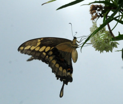 913ccccounty 121giant.jpg