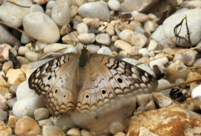 913ccccounty 124whitepeacock.jpg