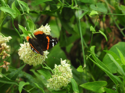 913ccccounty 132redadmiral.jpg