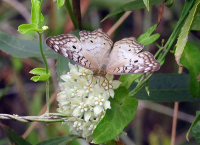 913ccccounty 134whitepeacock.jpg