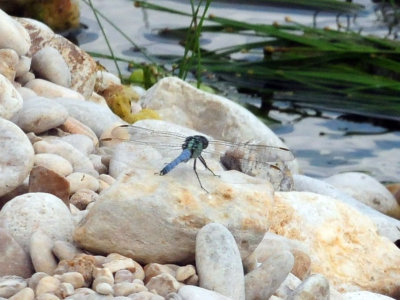 913ccccounty 162easternpondhawk.jpg