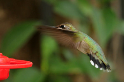 913countyy 009hummer.jpg