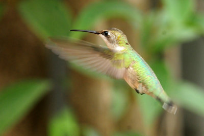 913countyy 013hummer.jpg