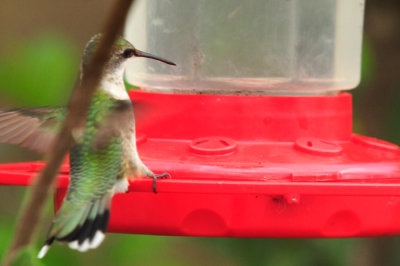 913countyy 016hummer.jpg