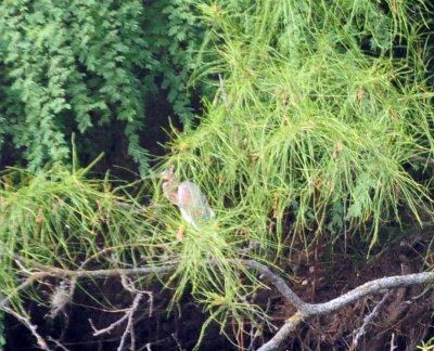 913countyy 037tricoloredheron.jpg