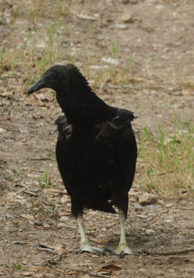 913countyy 088blackvultureyoung.jpg
