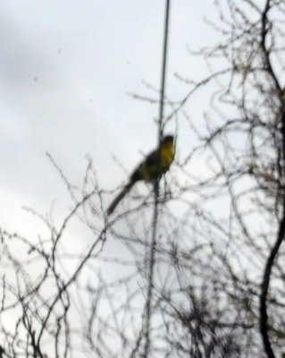 913countyy 102audubon'soriole.jpg