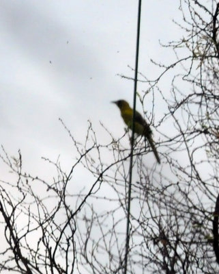 913countyy 103audubon'soriole.jpg