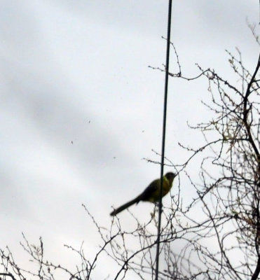 913countyy 106audubon'soriole.jpg