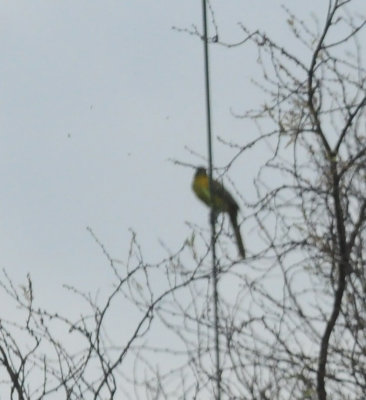 913countyy 107audubon'soriole.jpg