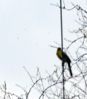 913countyy 108audubon'soriole.jpg