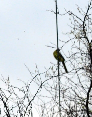 913countyy 109audubon'soriole.jpg