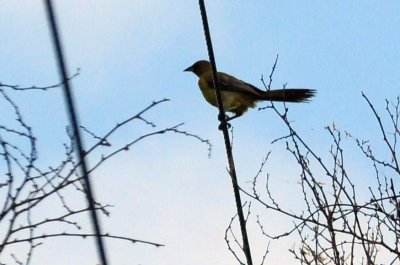 913countyy 117audubon'soriole.jpg