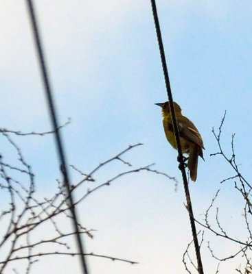 913countyy 120audubon'soriolezzzzzzz.jpg