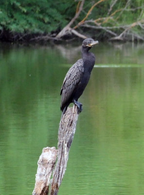 913countyy 124neotropiccormorant.jpg