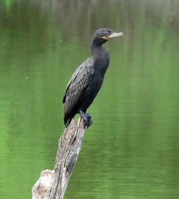 913countyy 130neotropic.jpg