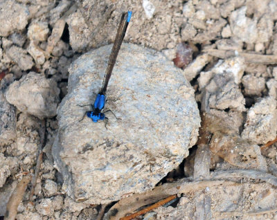 913countyy 148bluefronted.jpg