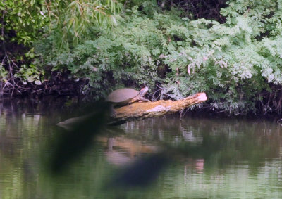 913countyy 151redearedslider.jpg