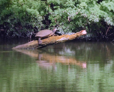 913countyy 155redearedslider.jpg