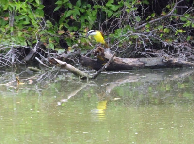 913countyy 159greatkiskadee.jpg