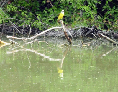 913countyy 168greatkiskadee.jpg