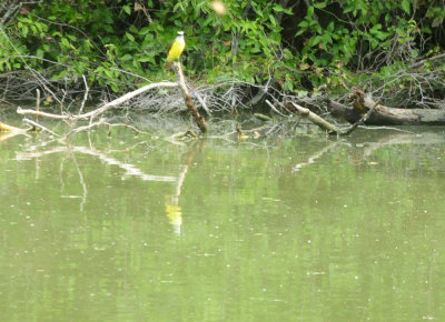 913countyy 170greatkiskadee.jpg