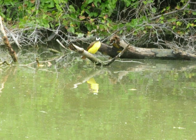913countyy 174greatkiskadee.jpg