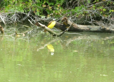 913countyy 175greatkiskadee.jpg