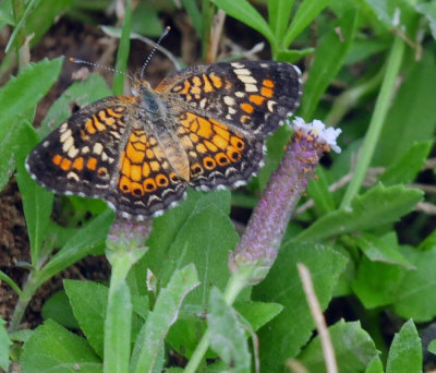 913countyy 177phaoncrescentfrogfruit.jpg