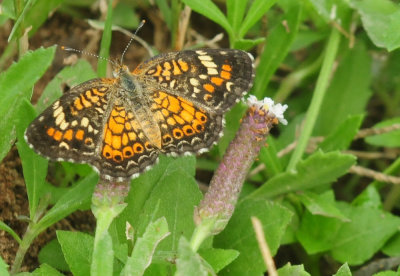 913countyy 176phaoncrescentfrogfruit.jpg