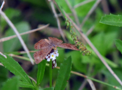 913countyy 180metalmarkfrog.jpg
