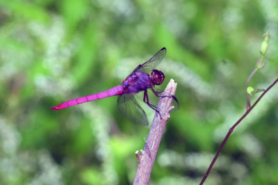 913countyy 192roseateskimmer.jpg