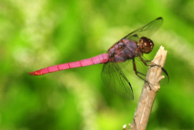 913countyy 195roseateskimmer.jpg