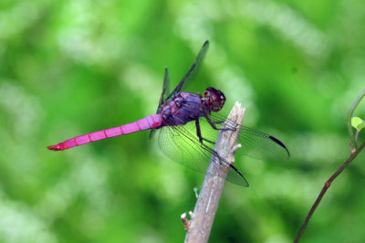 913countyy 198roseateskimmer.jpg
