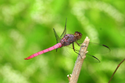 913countyy 200roseateskimmer.jpg