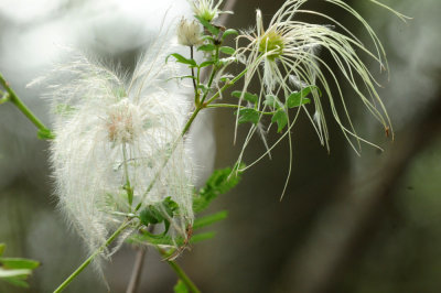913countyy 202grandfather'sbeard.jpg