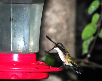 913hummers 010hummer.jpg