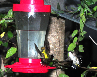 913hummers 012hummers.jpg