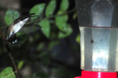 913hummers 032hummer.jpg