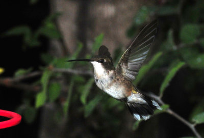 913hummers 077hummer.jpg