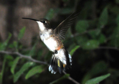 913hummers 079hummer.jpg