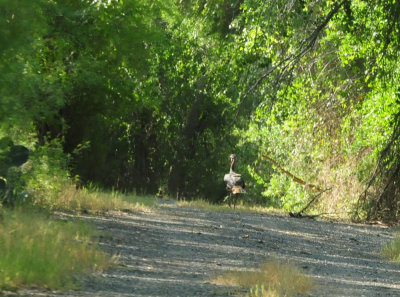 914county 032turkeytrot.jpg