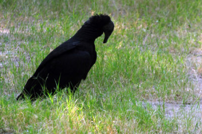 914county 038blacks vultues being friendly babies.jpg