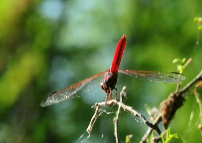 914county 064skimmer.jpg